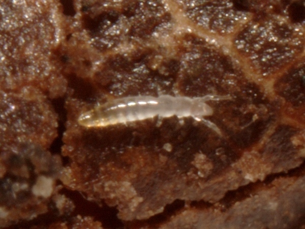 Представитель Семейства Acerentomidae